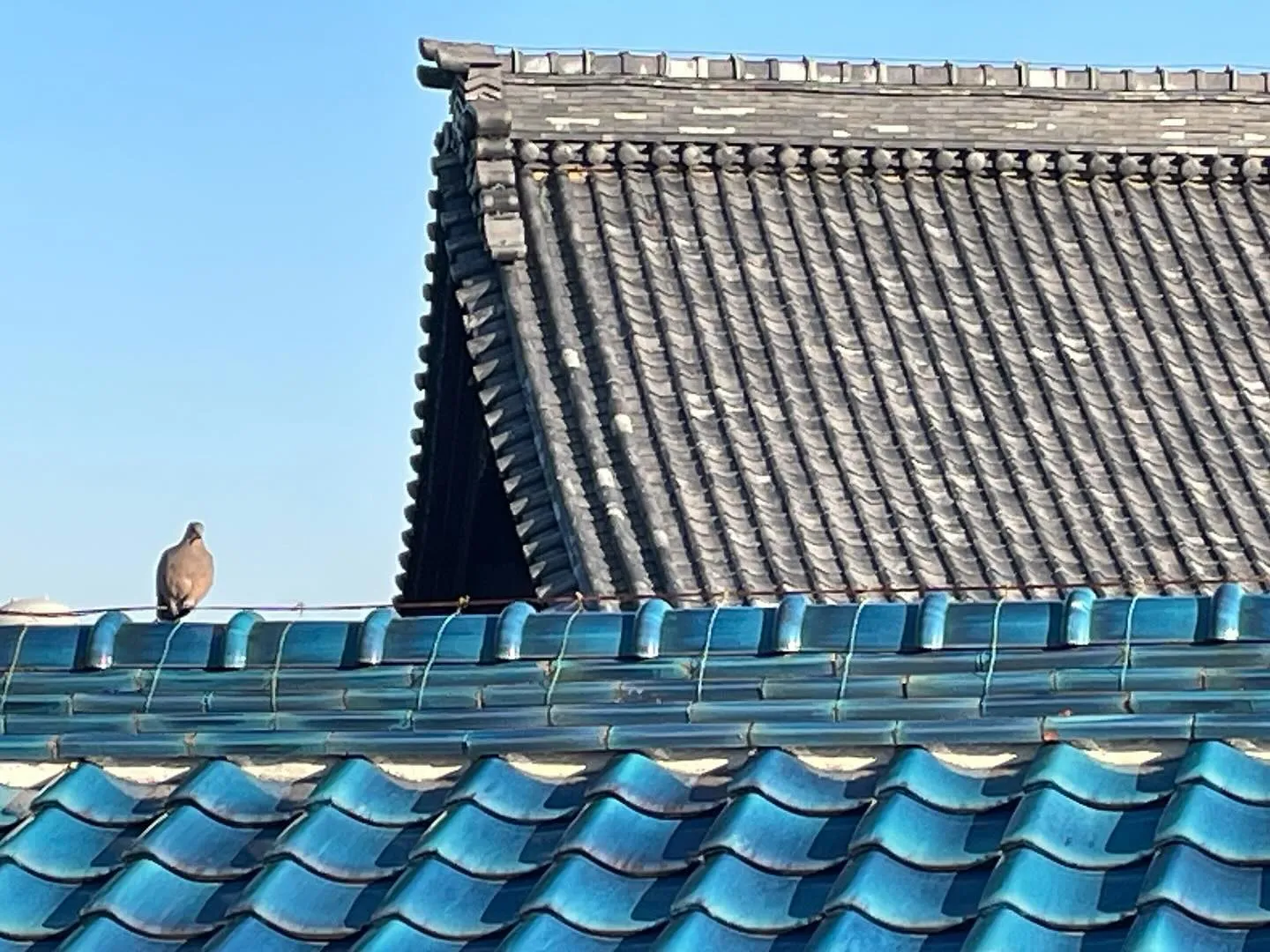 鳩🐦の屋根飾り…、かと思ったらホンモノだった🕊️。