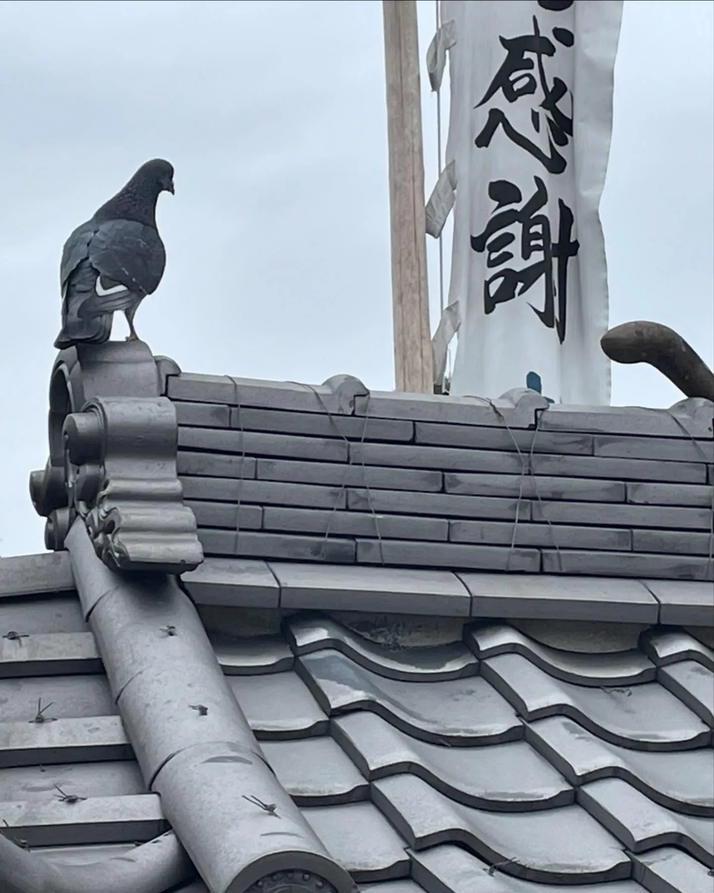 またしてもホンモノ🐦に遭遇🕊️😆。