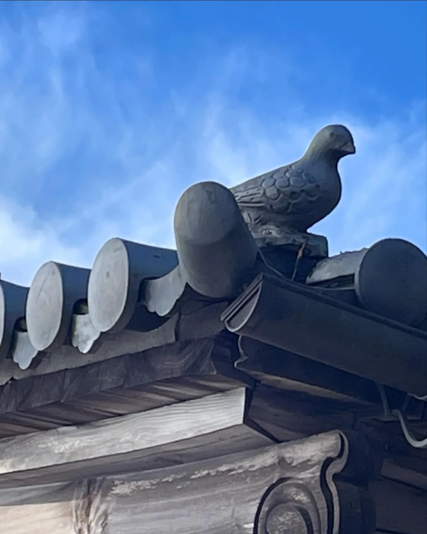 またしても鳩🕊️😄。