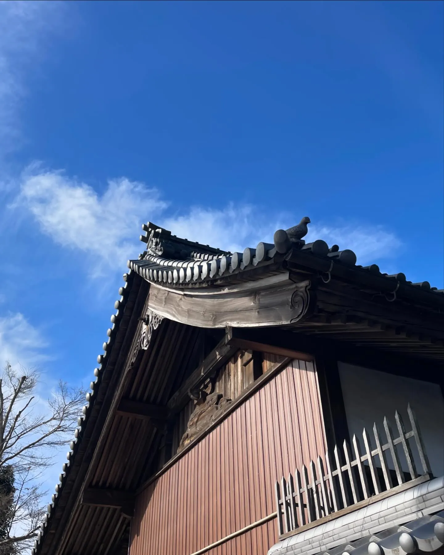 またしても鳩🕊️😄。