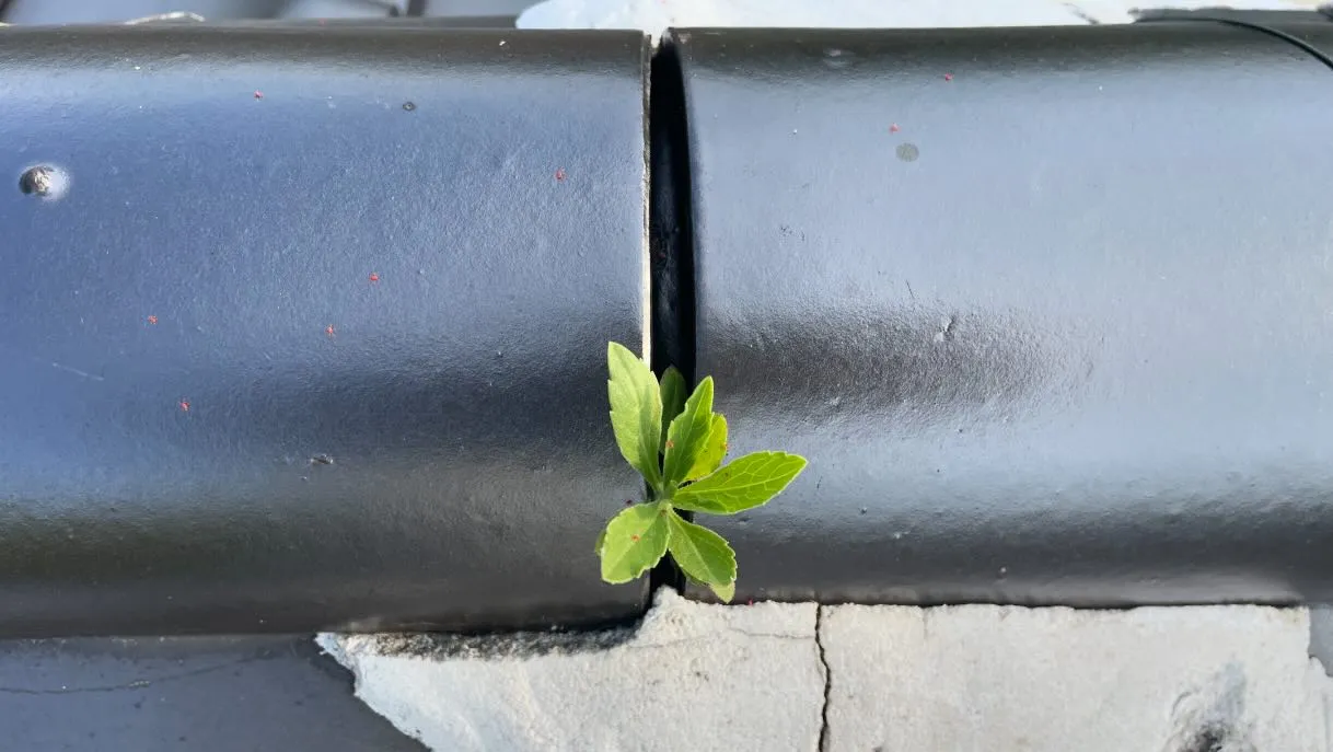 芽が出たぁ🌱っと喜ぶのは🙌畑の種と若い才能かな😀。