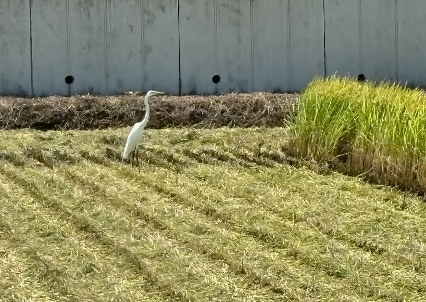 【瓦屋のぼやきごと】今日は稲刈り🌾。