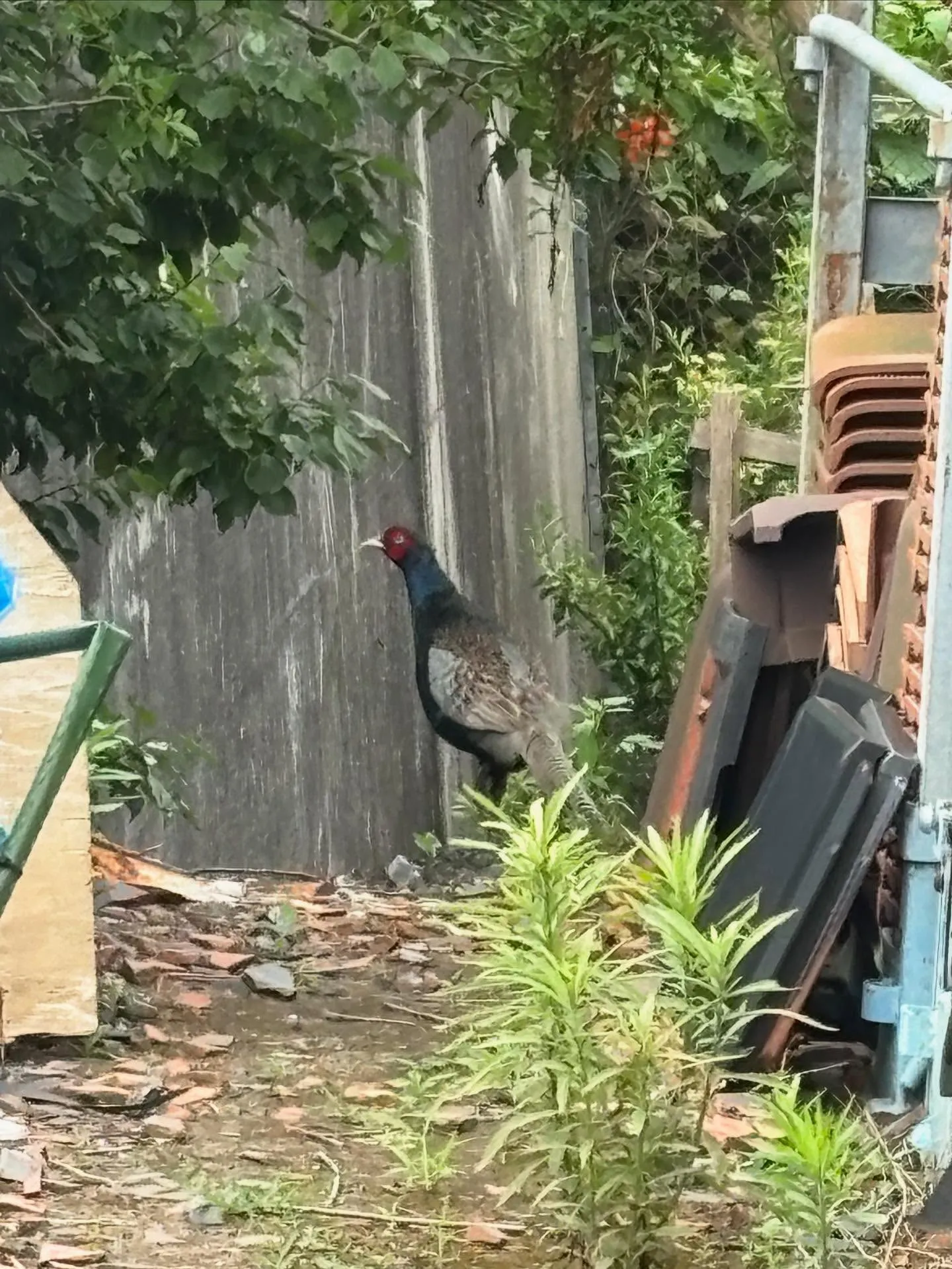 我家の瓦置き場に キジ が来た🐦。