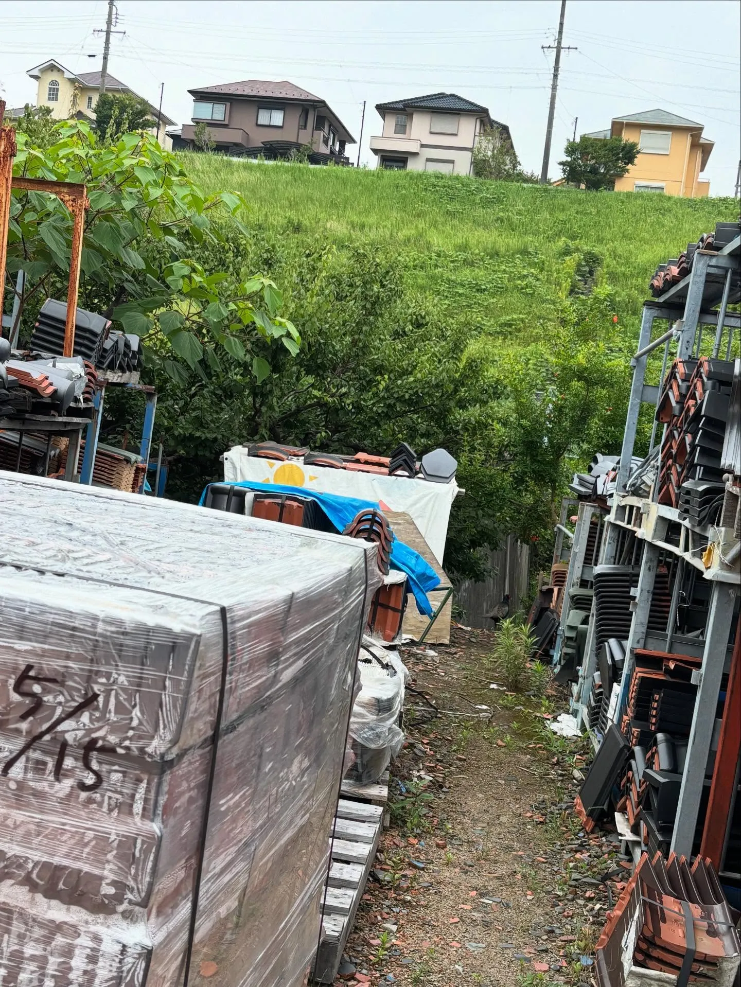 我家の瓦置き場に キジ が来た🐦。