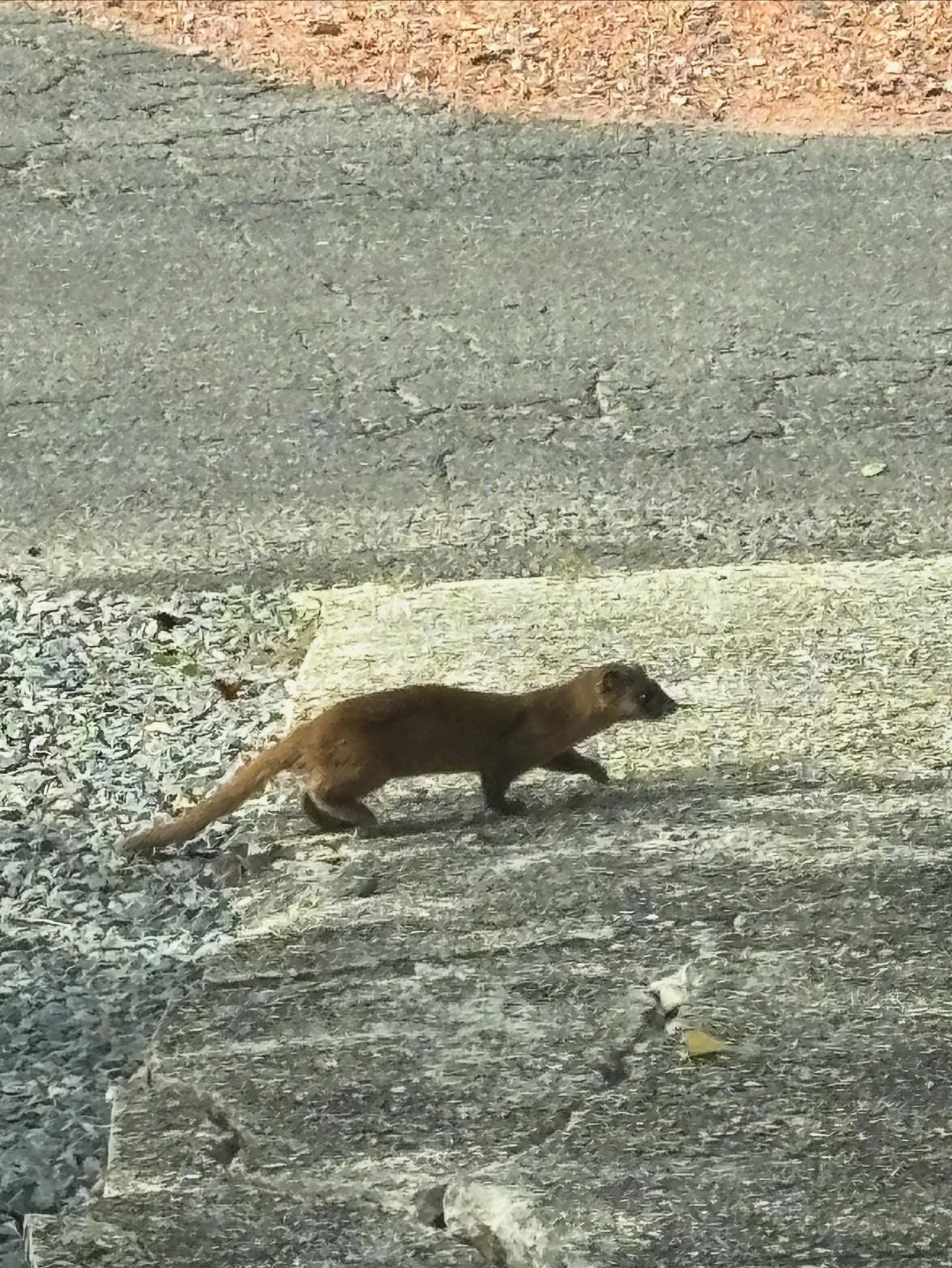 なにもの⁉️我家へ侵入未遂😲。