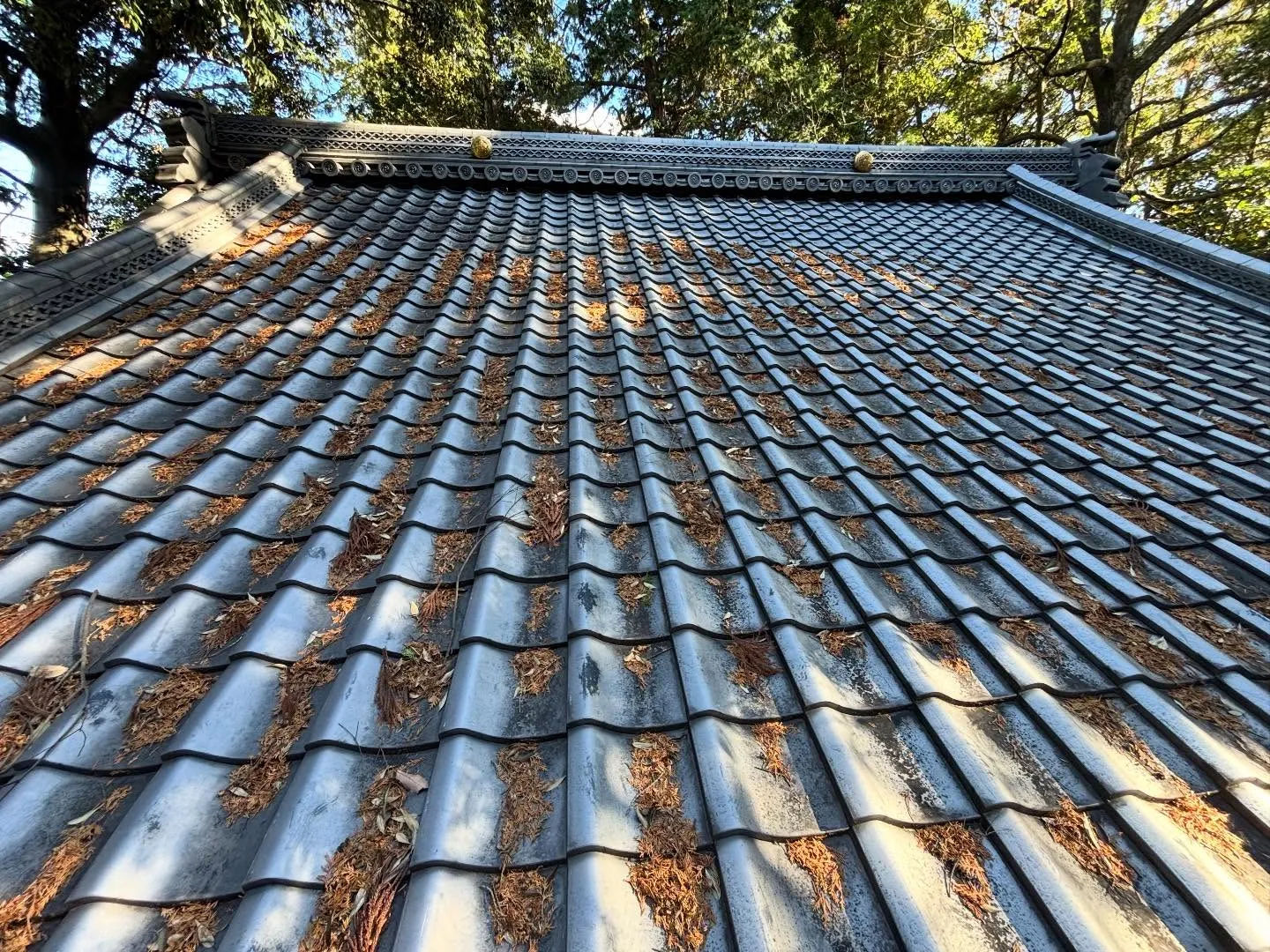 ビフォー🍂アフター🧹アフターケア🔍