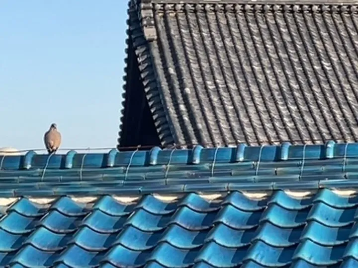 鳩🐦の屋根飾り…、かと思ったらホンモノだった🕊️。